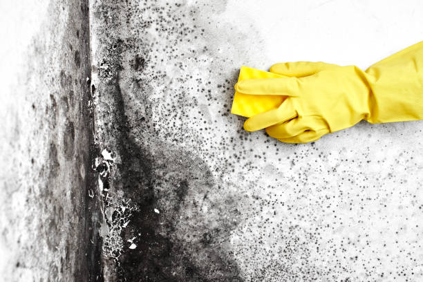 Best Professional Mold Removal  in Tuolumne City, CA