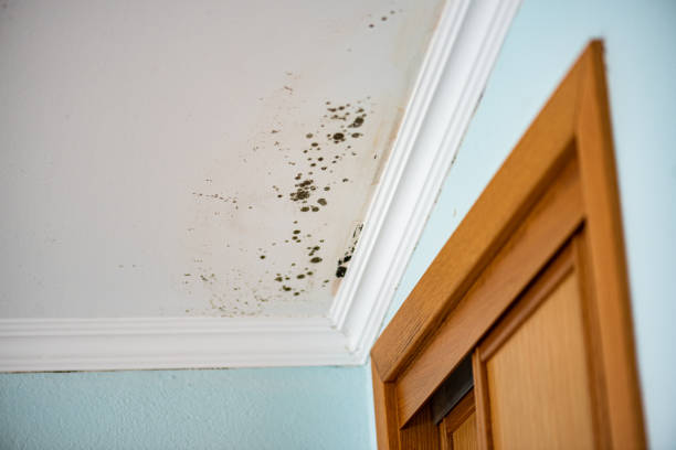 Best Mold Testing  in Tuolumne City, CA