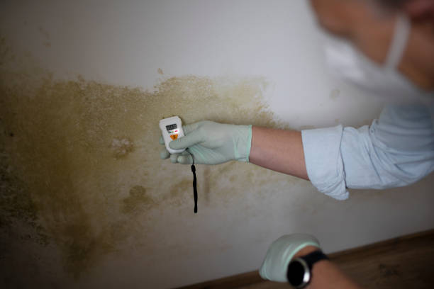 Best Certified Mold Removal  in Tuolumne City, CA