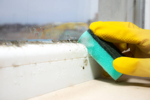 Mold Removal Process in Tuolumne City, CA