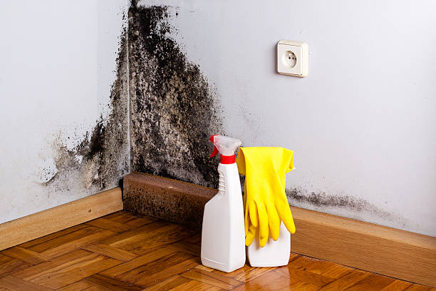 Best Affordable Mold Removal  in Tuolumne City, CA