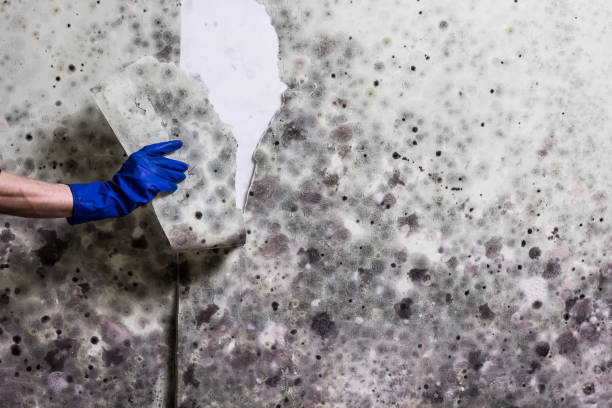 Best Commercial Mold Removal  in Tuolumne City, CA