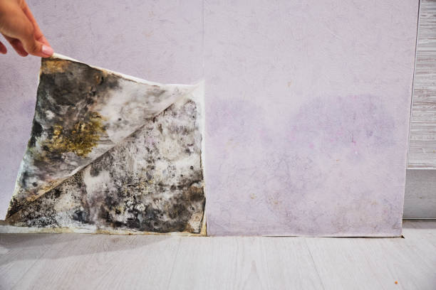 Best Mold Removal Near Me  in Tuolumne City, CA